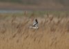 Little Gull at Wat Tyler Country Park (Steve Arlow) (24724 bytes)